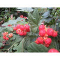 IQF Freezing Organic Raspberry Hr-16090901